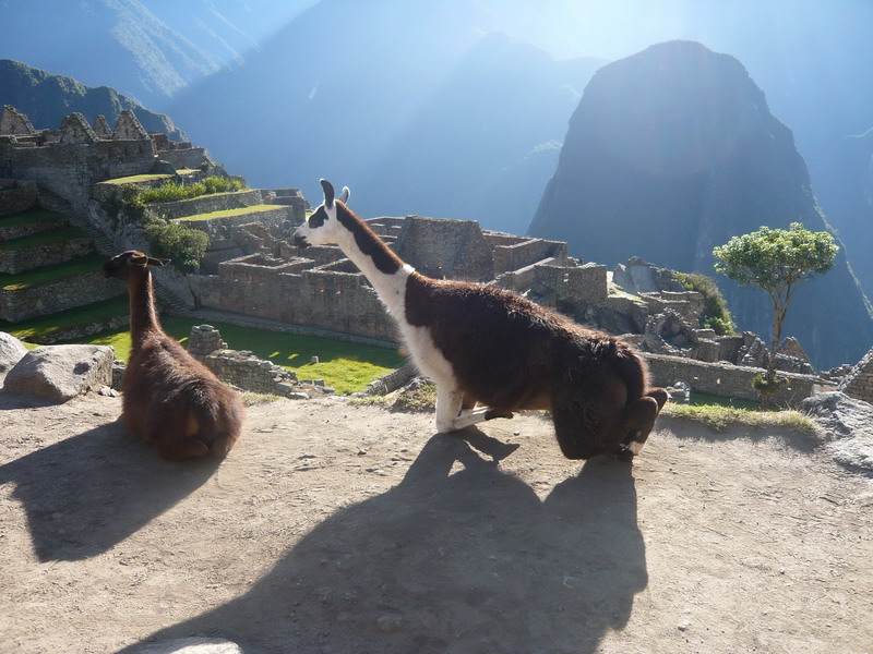llamas at the machu picchu park